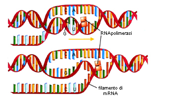 NATURA, Einaudi Scuola – trascrizione del DNA