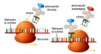 NATURA, Einaudi Scuola – RNA messaggero, ribosomi e RNA di trasferimento