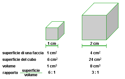 NATURA, Einaudi Scuola – rapporto tra superficie e volume in un cubo